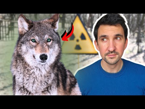 The Chernobyl Wolf Paradox