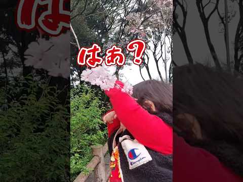 《1歳8ヶ月》桜　満開のサクラもうすっかり春だね#日常#成長#子供#1歳児 #shortvideo#癒し#癒し#あかちゃんのいる生活#ショート#育児#short#shorts#赤ちゃん#親子#成長記録