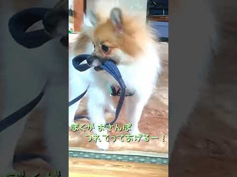 #69 自分でリードを持ちたがる仔犬ポメラニアン【ポメラニアン(ショート動画)】