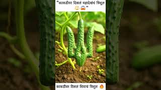 काकडीवर दिसलं महादेवांचं त्रिशूल |#shorts #ytshorts