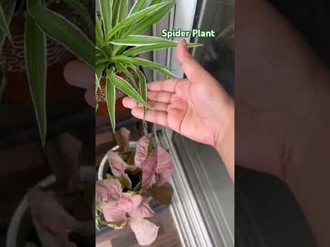 Healthy Spider Plant ❤ #indoorplants  #spiderplant #ytshorts #plants