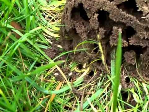 Black Ants Moving Eggs