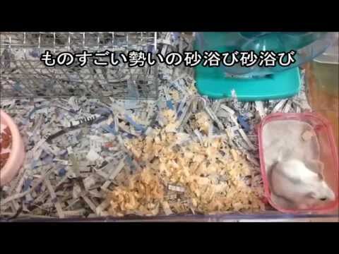 ハムスターが我が家にキター