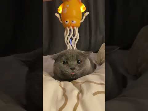 Massaging this cat's head turned it into jelly! #cat #cute #fluffy