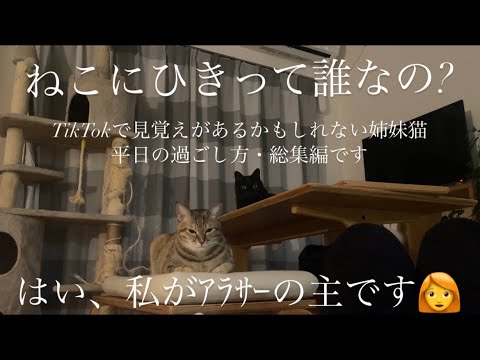 【1日密着】ねこにひきと過ごす平日を朝から夜まで見せますの巻