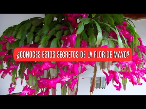 Flor de Mayo: secrets that few know