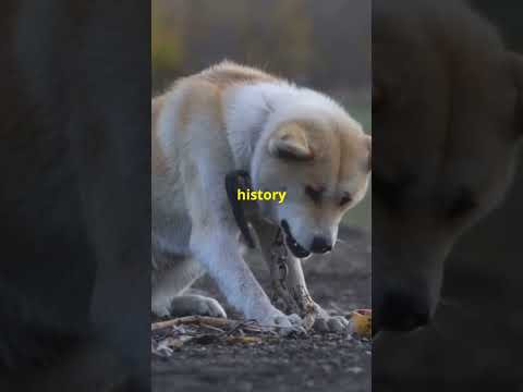 5 Ancient dog breeds you didn't know about #dogs #shortvideo #youtubeshorts