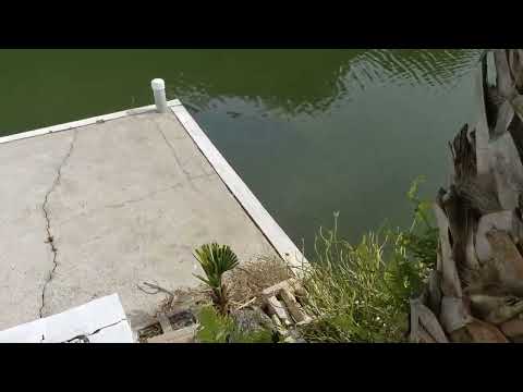 Close up of a Manatee cruising up the edge of dock, such amazing and beautiful creatures