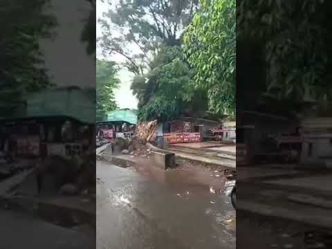 ฝนตก ดินชุ่มน้ำ แม้ต้นไม้ที่ใหญ่ รากก็ไม่สามารถยึดเกาะดินไว้ได้ เหตุเกิดต่างประเทศ