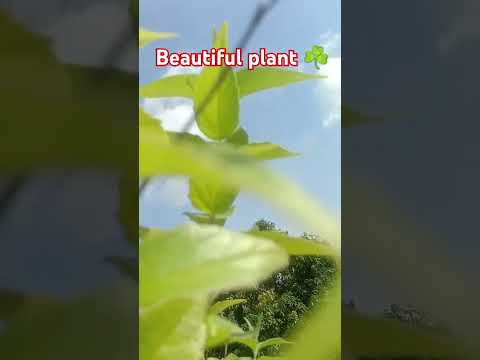 Beautiful plant ☘️ #shorts #viral #@Animationvideo_66