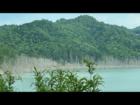 30センチ以下はいないのかー⁉️Ｍカメラver