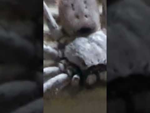 Did someone say another huntsman video? 🤣 Huntsman spider Australia pt. 3!