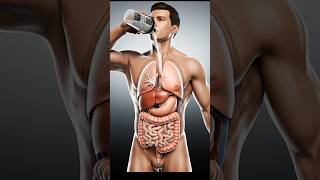 Protein Shake Power 💪 | Muscle & Recovery Boost #seniorhealth #3danatomy #proteinshake