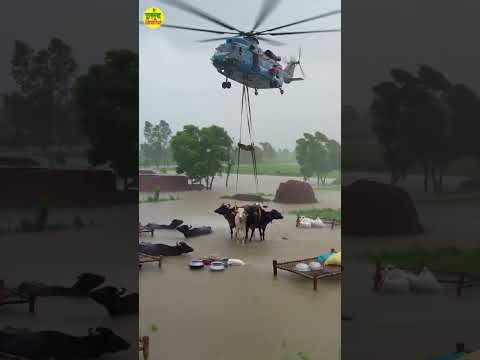 Rescue Halicopter trying to save Cows in Flood 🐄🐄#aigenerated #rescue #halicoptershort #tearsofsoil