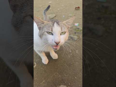 Kitten meowing to attract cats🐱#shorts