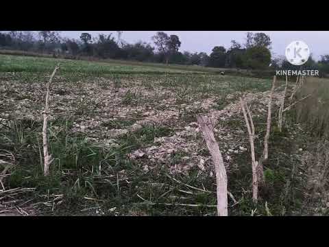 Mera khet