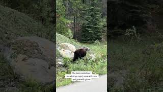 #bear #bearinnature #lessonslearned #natureinspired #bearlife #forestanimals #wildlife #explore