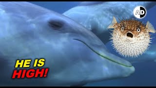 dolphins get high on pufferfish! Animals on Drug 😳