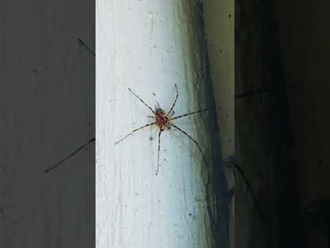 The way it moves at the end 😱 what is it?!! #spider #australia #creepy