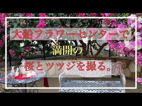 【大船フラワーセンター】で満開の桜とツツジを撮って来た！