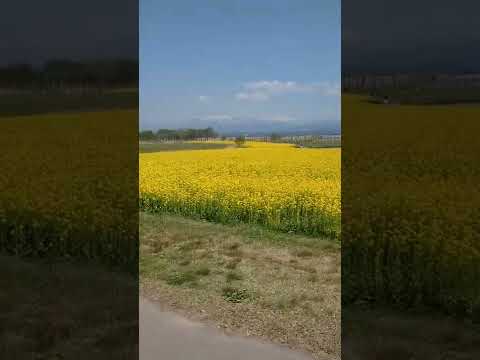 そこに咲いている花のなはなの花