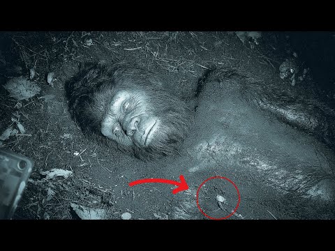 "I Found DEAD BIGFOOT" - Hunter's Shocking Encounter In Appalachian Mountains