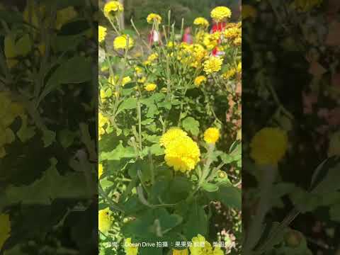 邱家古厝 -2024花況