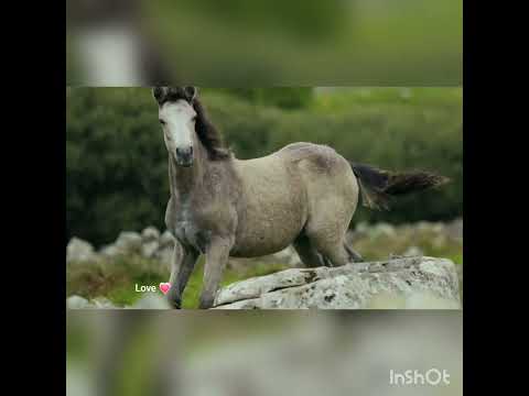 ❤️ relex songs hoppy video