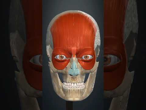 procerus muscle action #3d #medicosphere #anatomy #viral #shorts #physiology #medicos #muscle #bio