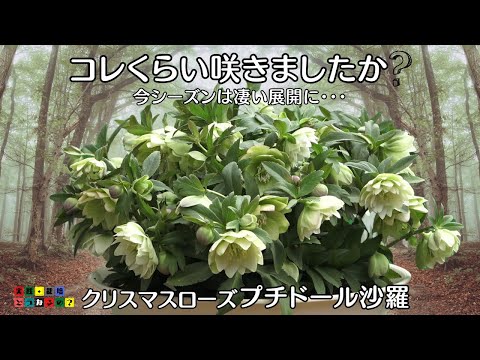 2025今の咲き方で満足ですか？【クリスマスローズ】簡単に育てる方法は4つのポイントを押さえて！グリーンアドバイザーハナボンがお伝えします。【ガーデニング】育て方・有機質肥料・園芸【プチドール・沙羅】