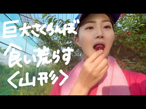 97話 さくらんぼ農園で超巨大さくらんぼ食い荒らしてきた【ぶっとび農園物語】