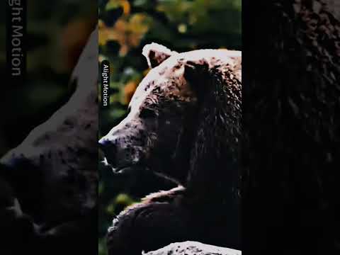 sla oq escrever#debate #1v1#smilodon#vs#grizzlybear