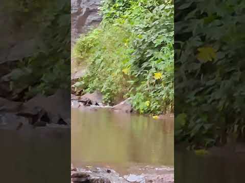 New video🎥#JHARI FALLS#new#video#pleasesubscribe