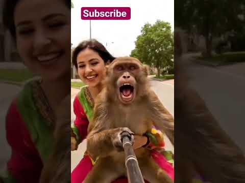 Baja A gya #aivideo #monkey #monkeyvideo #14august #pakistan #trending #viral #vlog #vlogs #funny
