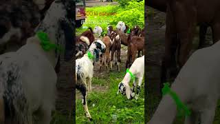 Chandikan bakra mandi