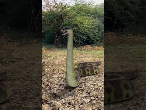 Anaconda in real life #short #snake #anaconda