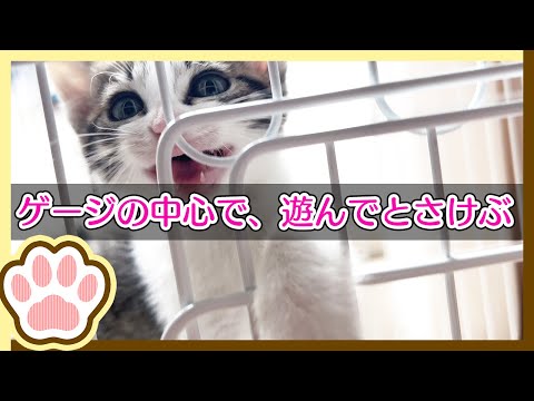 ゲージ生活3日目、遊びたくて寂しくて鳴いちゃう / 3rd day of my gauge life, I feel lonely and cry because I want to play