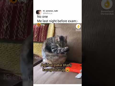 Devotional Cat