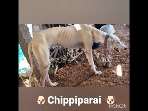 #chippiparai dog #new arrival#shorts# 😍 support nd share🙏