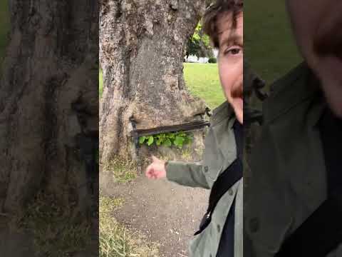 This tree is eating a bench. #trees