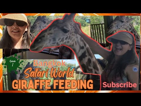 Giraffe Feeding in Safari World.The Best Part of Bangkok Safari World..#safariworld #bangkok#giraffe