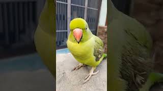 why parrots wings cutting #factshorts #shorts #factholi #factshorts #shorts #factholi