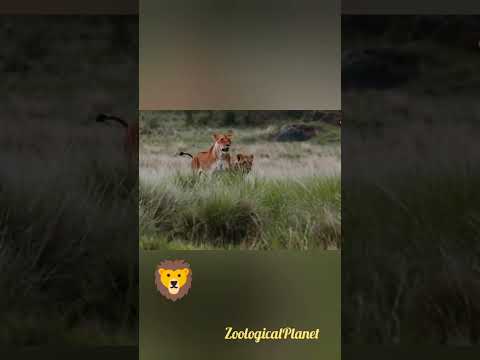 The King of the jungle|Zoological planet#wildlife #lion #wild #animals