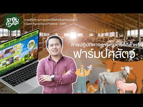 GAP ฟาร์มปศุสัตว์  (การปฏิบัติทางการเกษตรที่ดีสำหรับฟาร์มปศุสัตว์)  #STOUGAP