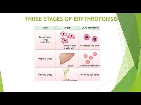 STAGES OF ERYTHROPOIESIS notes ll FIRST YEAR MBBS ll PHYSIOLOGY..#importantessay #1styearmbbs