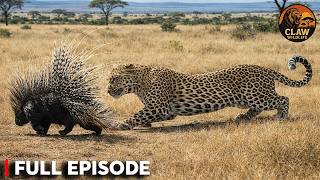 Leopard vs Porcupine — One Mistake Can Be Fatal | Wildlife Documentary