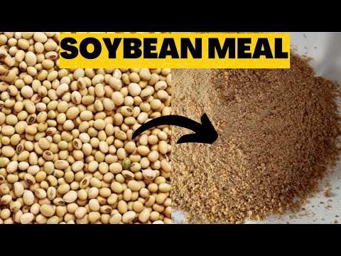 How to make soyabean meal for Poultry at home #poultryfarming #tipsonrearingpoultry