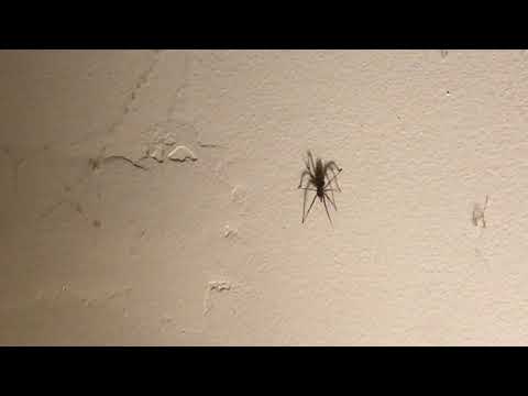 This the Spider runs amok