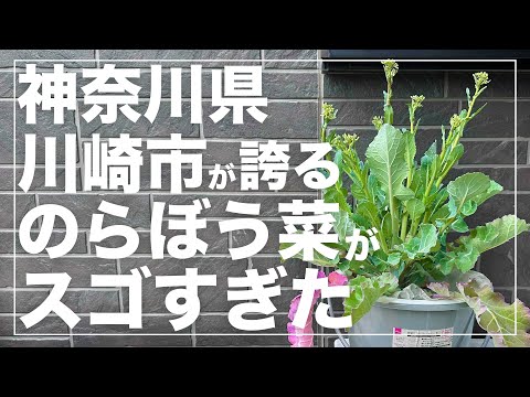 [Harvested in winter] Introducing the interesting genetic ``Kawasaki no Norabona''! Explanation o...