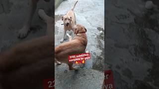 #shorts#shortvideo #doglover #puppyvideos #youtubeshorts #viral #geetakumari #labrador